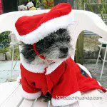 taco chihuahua santa