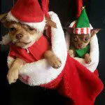 xmas stocking chihuahuas