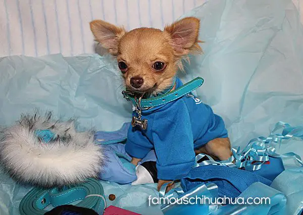 chino famous chihuahua