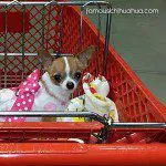 gidget famous chihuahua