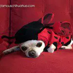 maya chihuahua ladybug