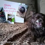 coco chihuahua appreciation day