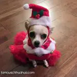 angel christmas chihauhua