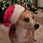 athena christmas chihuahua