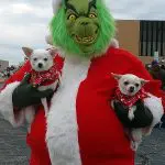 bella annie grinch chihuahuas 1