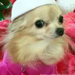 bella christmas chihuahua