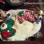 benicio penelope christmas chihuahuas