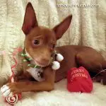 bullet christmas chihuahua