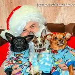 cappon christmas chihuahuas