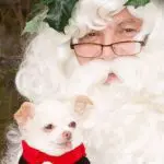 chance snata chihuahua