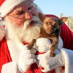 chia chihuahua santa
