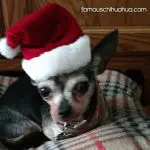chica christmas chihuahua