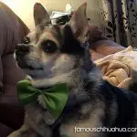 chino christmas chihuahua