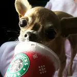 chloe starbucks chihuahua