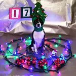 cookie christmas chihuahua 1