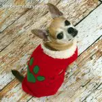 cooper christmas chihuahua