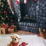 copper christmas chihuahua