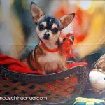 diamond christmas chihuahua