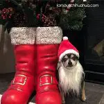gabi christmas chihuahua