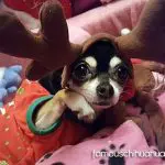 holly christmas chihuahua