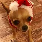 issabella christmas chihuahua