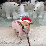 jazzy christmas chihuahua