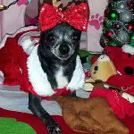 khloe christmas chihuahua