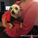 little freddie christmaschi