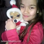 lovey christmas chihuahua