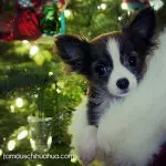 maisy christmas chihuahua