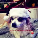max christmas chihuahua