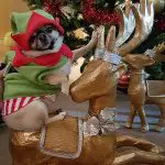 minnie christmas chihuahua