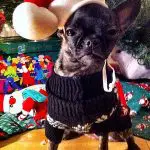 missraisin santa chihuahua