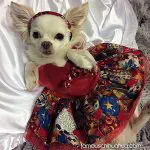 miya christmas chihuahua