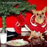 msdaisy christmas chihuahua