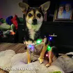 murray christmas chihuahua