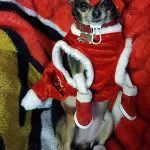 mya christmas chihuahua 1