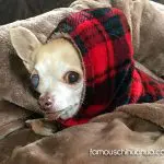 paris christmas chihuahua