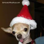 peewee chihuahua santa