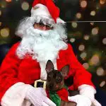 rex christmas chihuahua