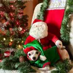 rocky christmas chihuahua