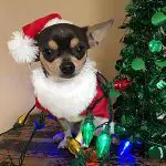 silverton christmas chihuahua