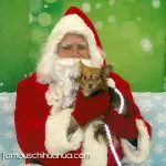 sisi christmas chihuahua