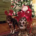 skippy peppy christmas chis