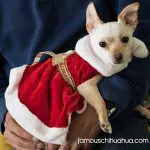 teah chihuahua christmas