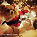 tilla christmas chihuahua