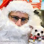 timmy christmas chihuahua