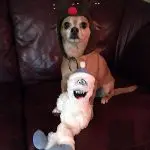 xmas chihuahua