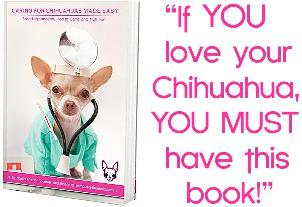 if you love your chihuahua you must have this book! chihuahau health problems
