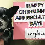 kilo chihuahua appreciationd day